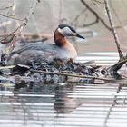 Red - necked grebe