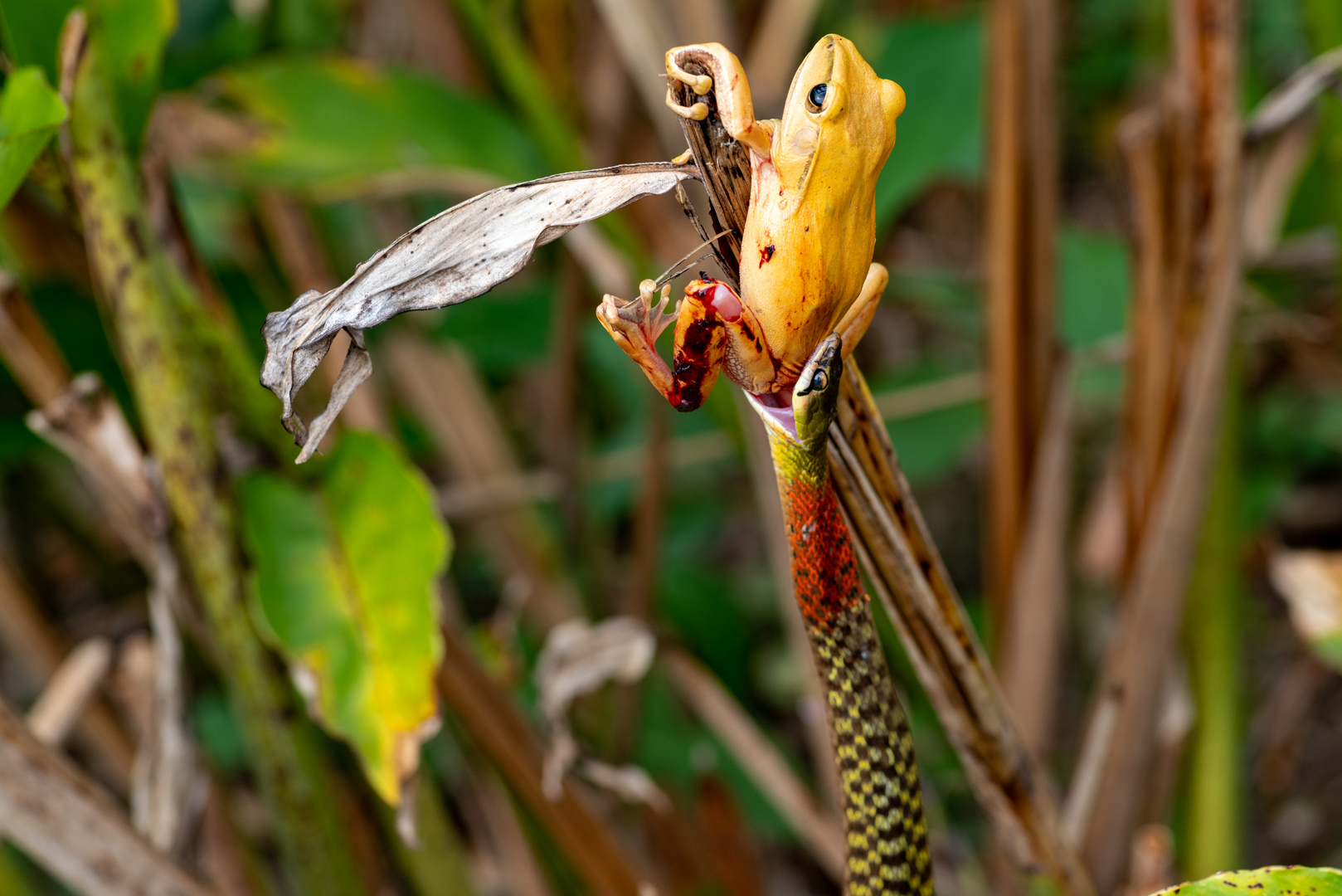 Red-necked Keelback