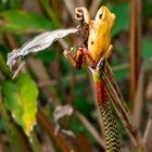 Red-necked Keelback