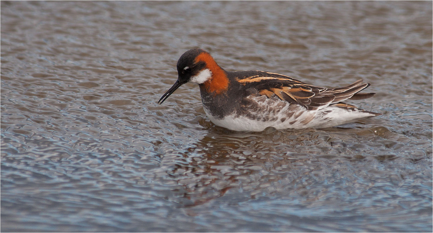 Red necked phalarope