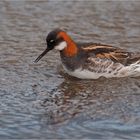 Red necked phalarope