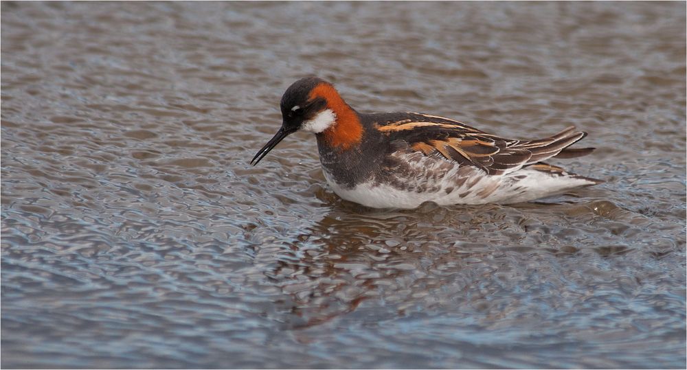 Red necked phalarope