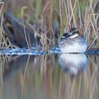 Red-necked phalarope 2