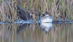 Red-necked phalarope 2