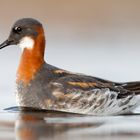 Red-necked phalarope