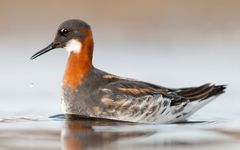 Red-necked phalarope