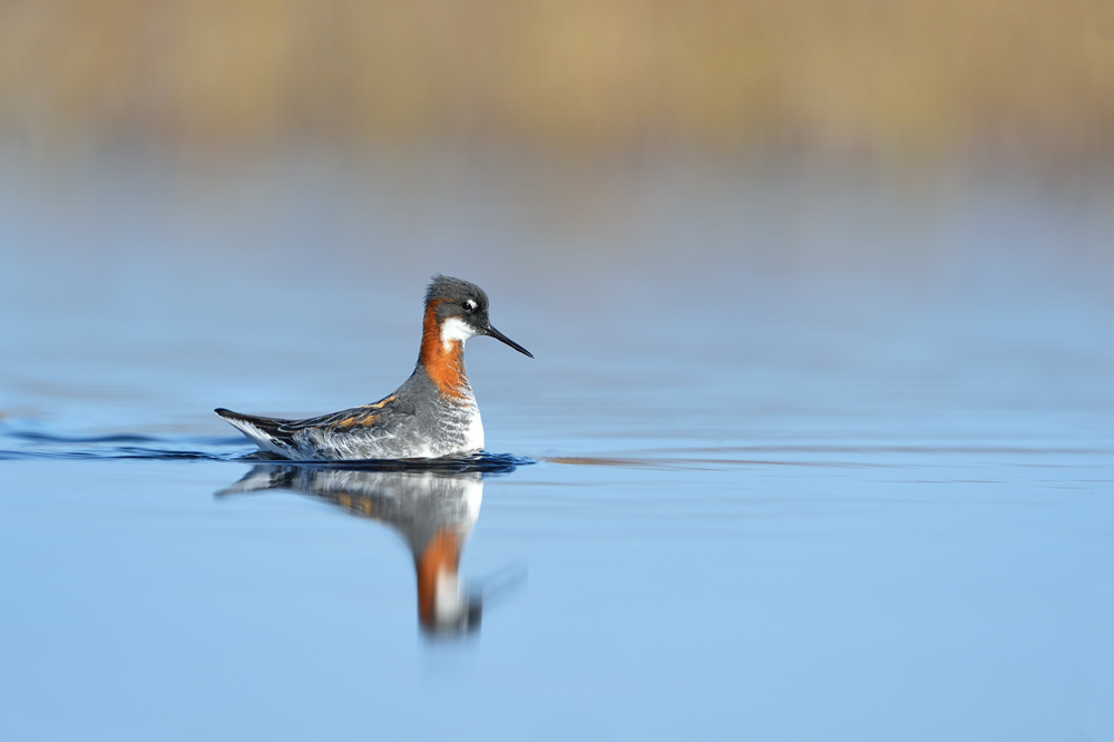 Red-necked Phalarope