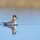 Red-necked Phalarope