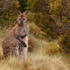 Red-Necked Wallaby