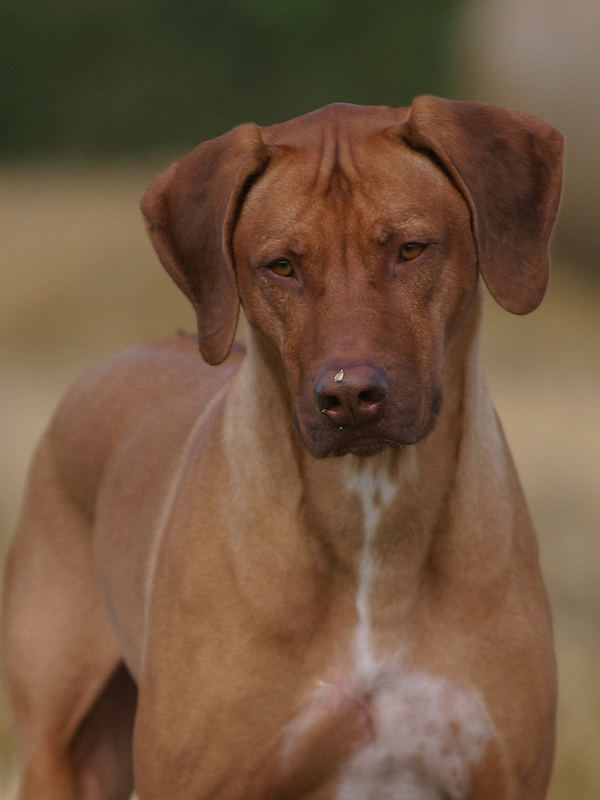 Dømme Ondartet let at håndtere Red Nose Foto & Bild | tiere, haustiere, hunde Bilder auf fotocommunity