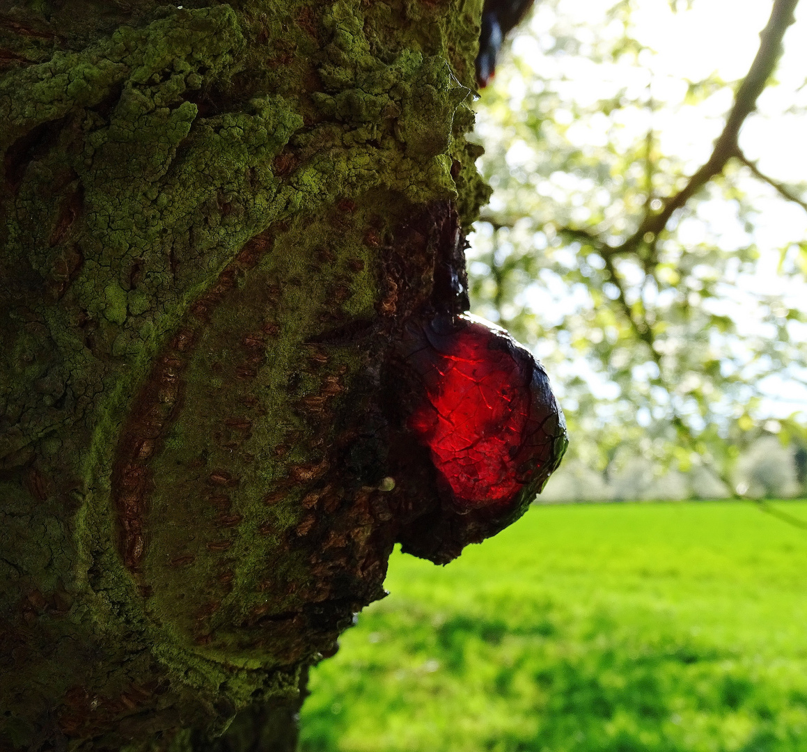 "red nose day" im Kirschgarten