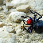 Red Nosed Beetle