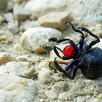 Red Nosed Beetle