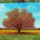 RED OAK TREE