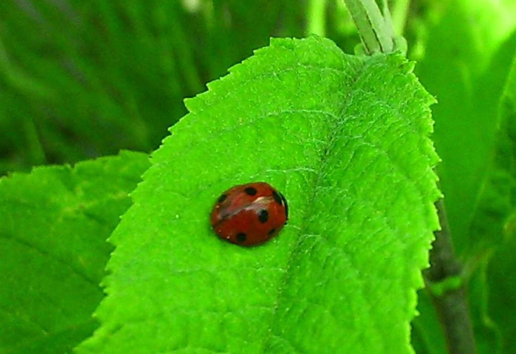 Red of Green