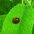 Red of Green