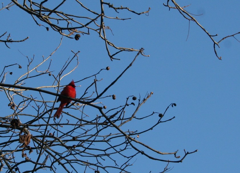 Red on blue