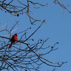 Red on blue