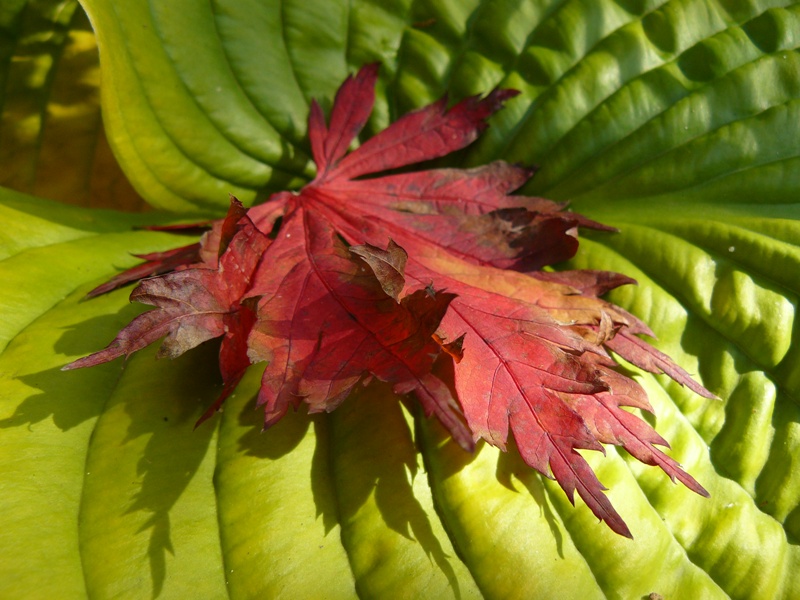 Red on green