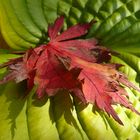 Red on green