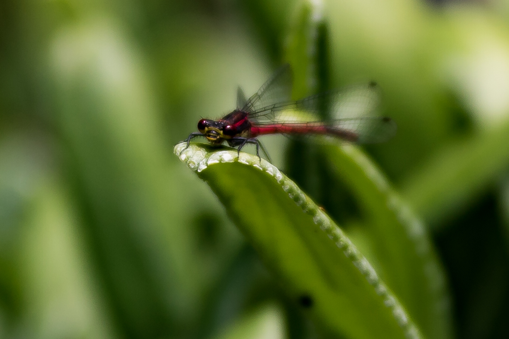 Red on Green