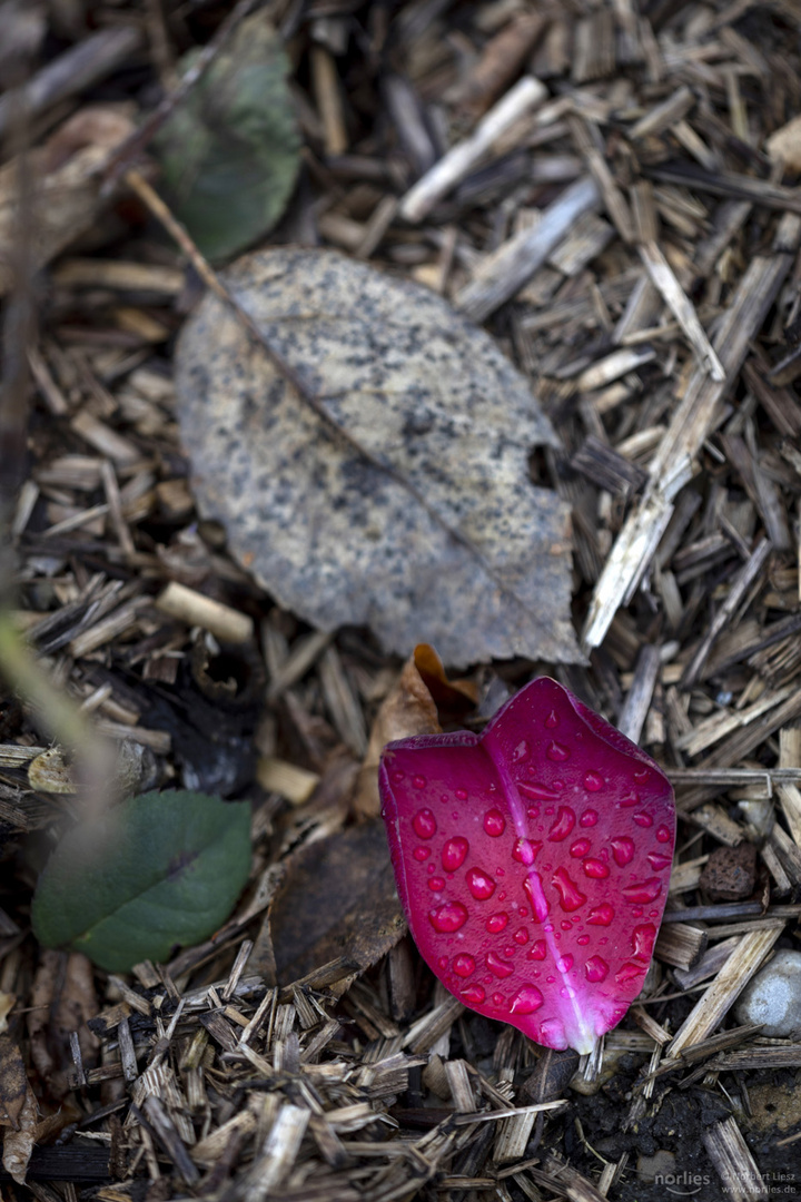 red on the ground