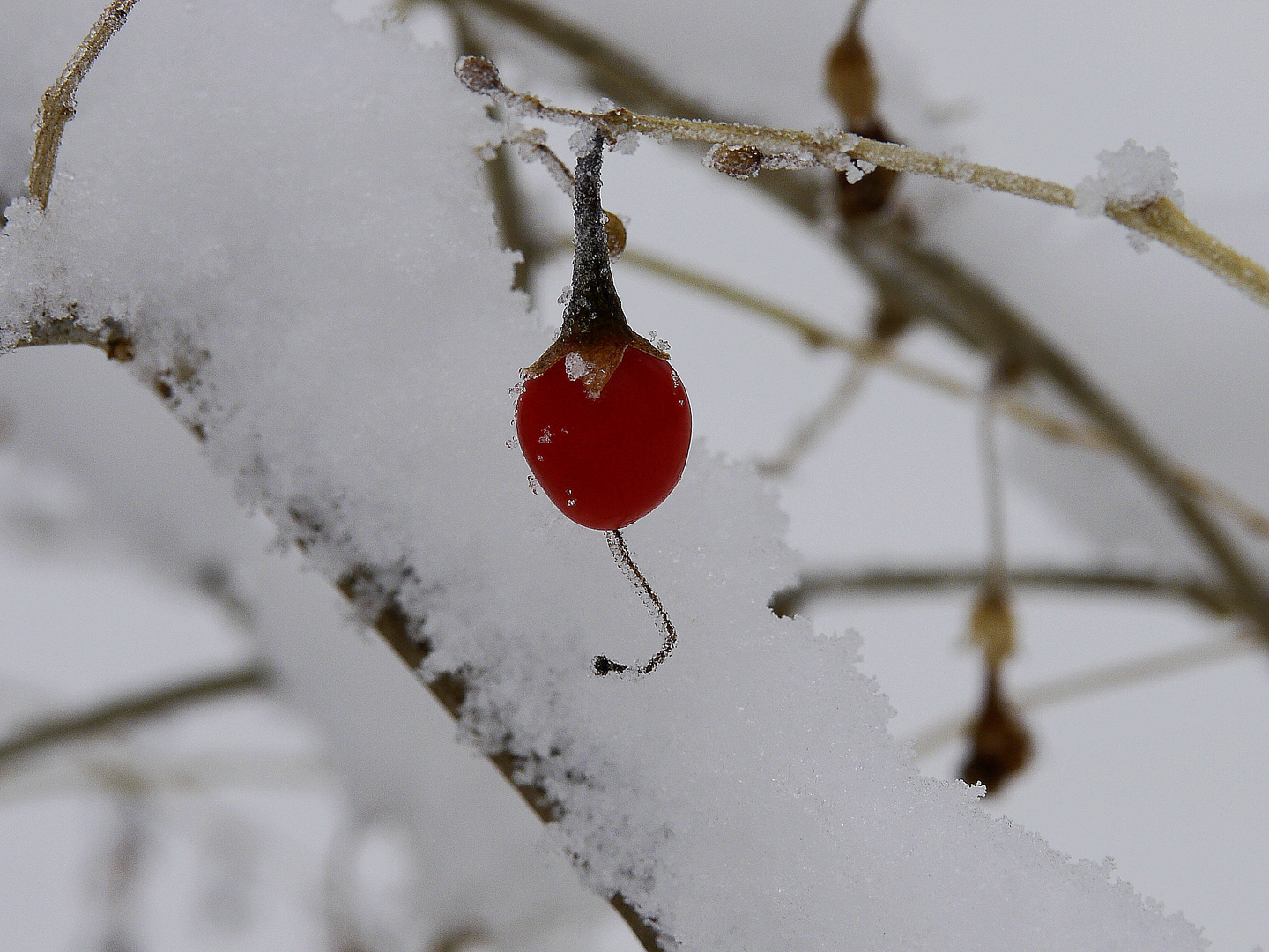 red on white