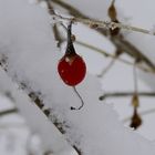 red on white