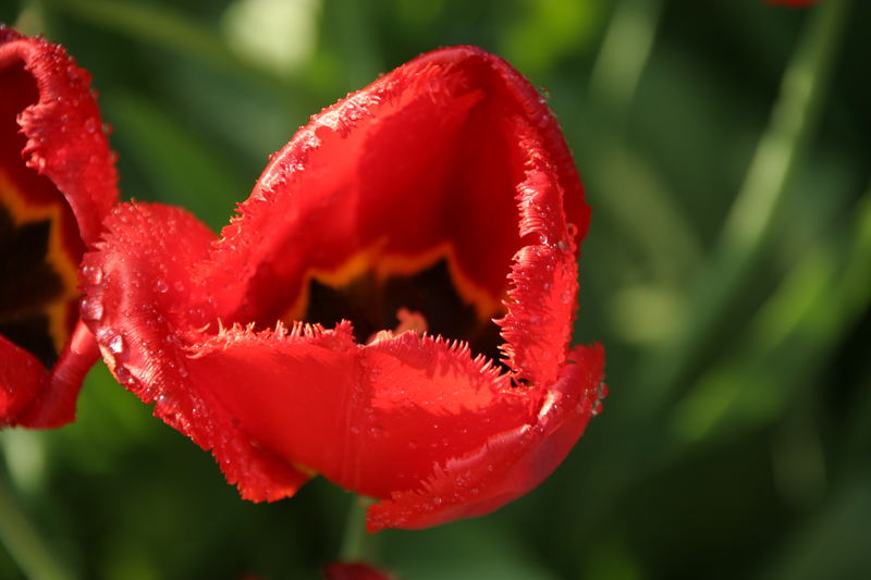 Red one, after shower