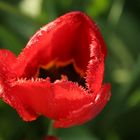 Red one, after shower