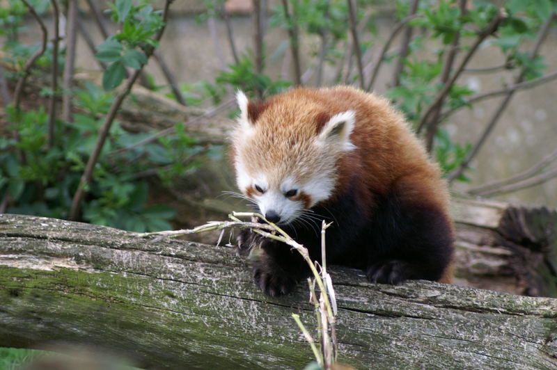 Red Panda