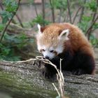 Red Panda