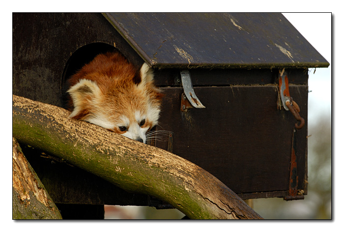 Red Panda #02