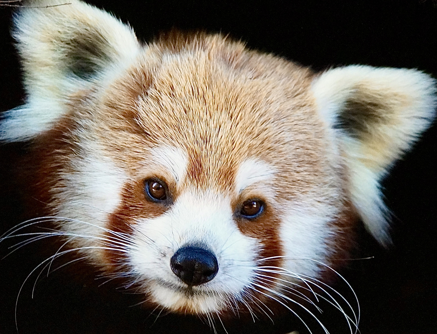 Red Panda