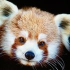 Red Panda