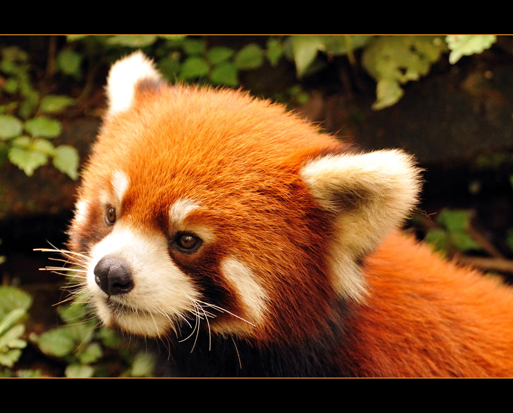 Red Panda