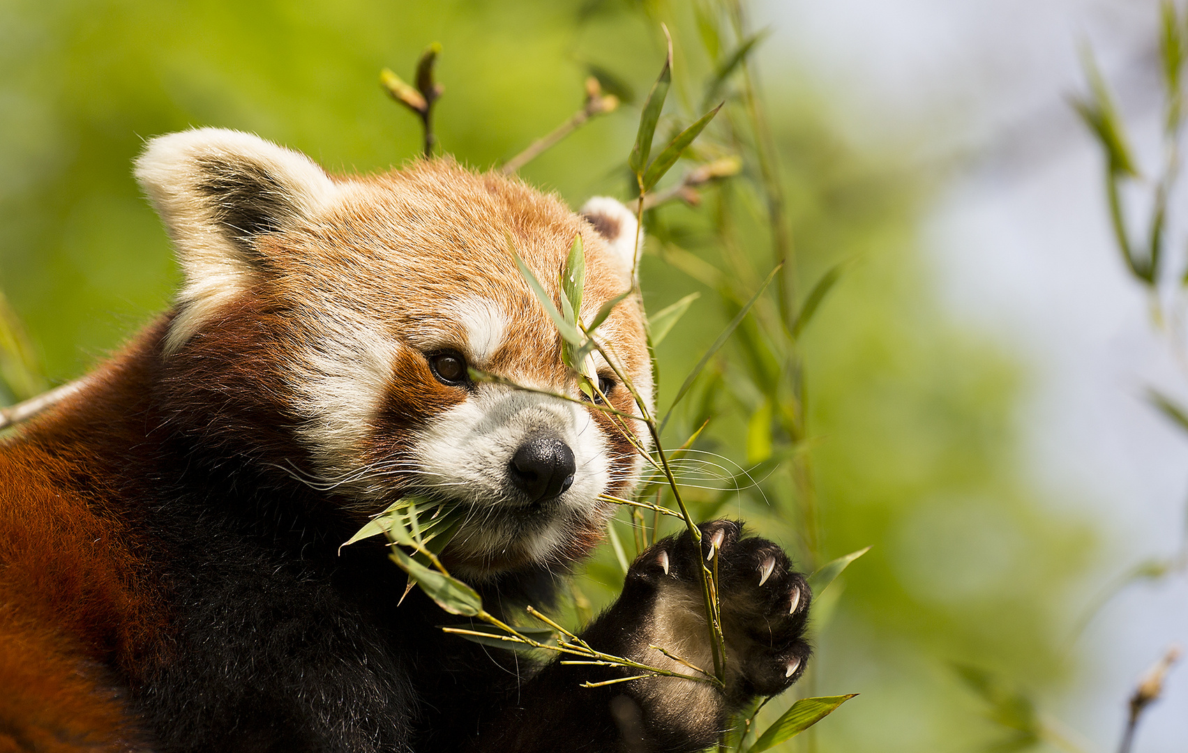 red panda