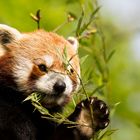 red panda