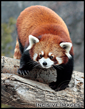 Red Panda