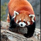 Red Panda