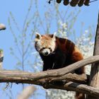 Red Panda