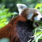 Red Panda