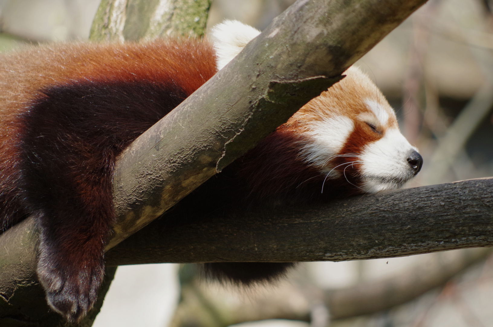 Red Panda