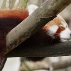 Red Panda