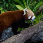 Red Panda