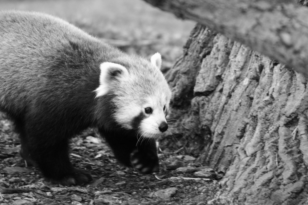 Red Panda