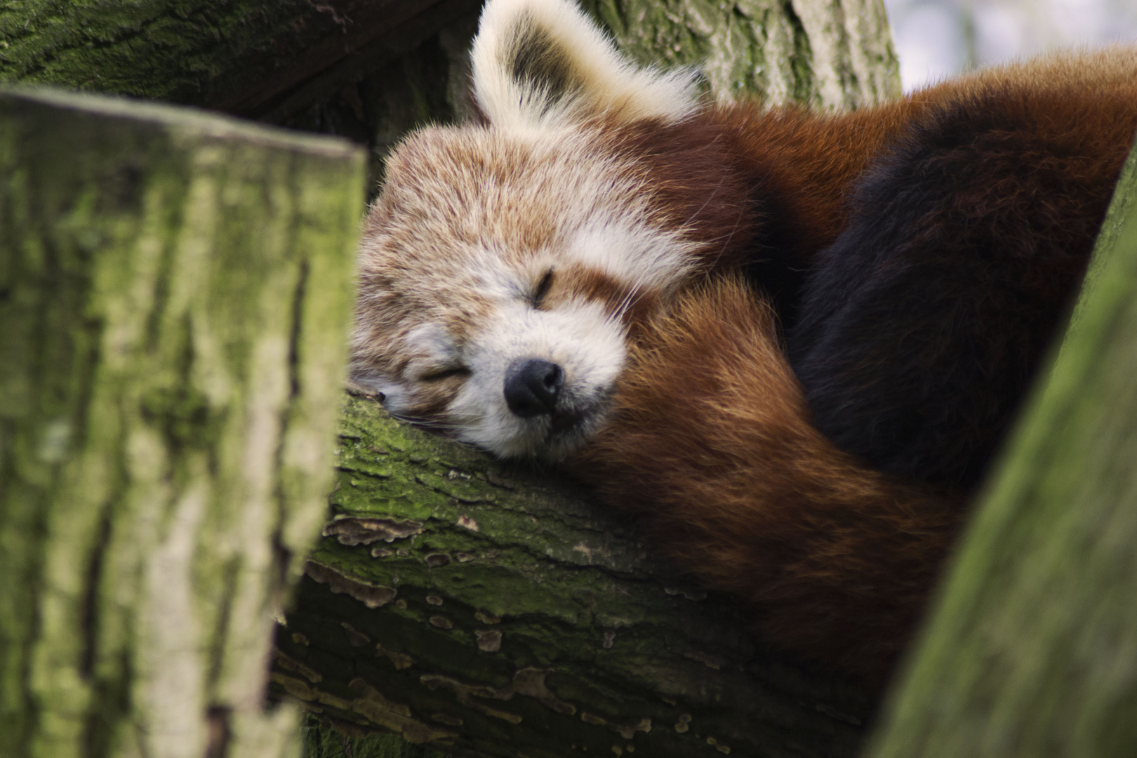 Red Panda