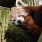 Red Panda