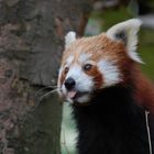 Red Panda