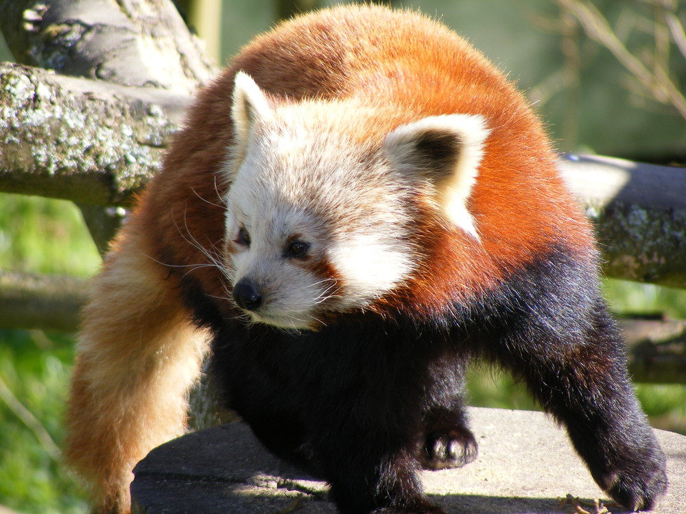 Red Panda.